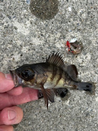 メバルの釣果