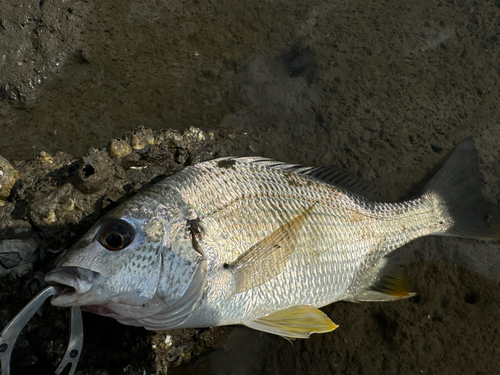 キビレの釣果