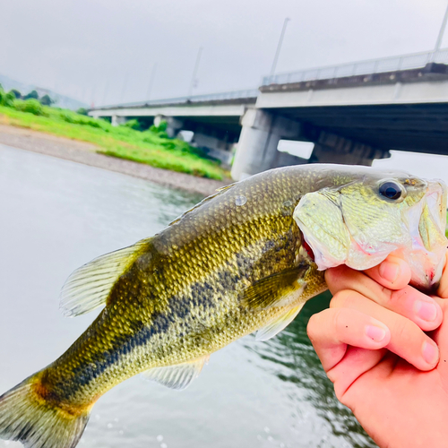 ラージマウスバスの釣果