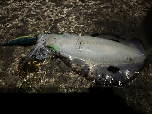 アオリイカの釣果