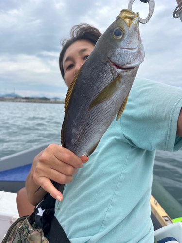 イサキの釣果