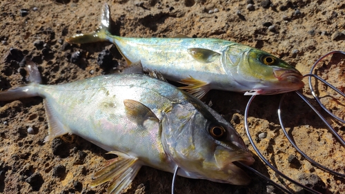 カンパチの釣果