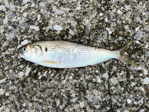 若洲海浜公園海釣り施設