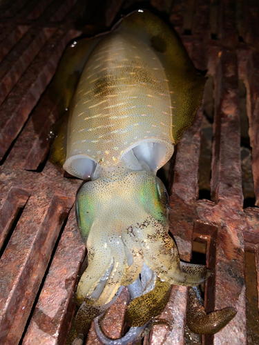 アオリイカの釣果