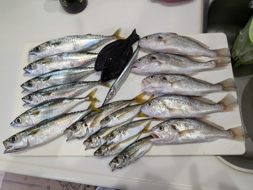 イシモチの釣果