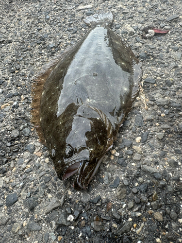 ヒラメの釣果