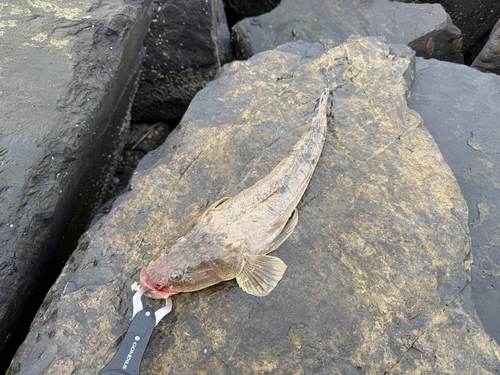 マゴチの釣果