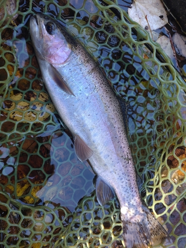 ニジマスの釣果