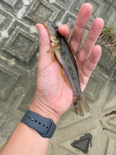 マハゼの釣果