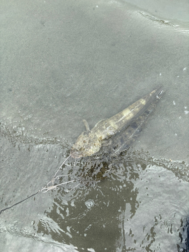 マゴチの釣果