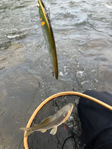 アユの釣果