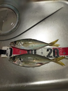 アジの釣果