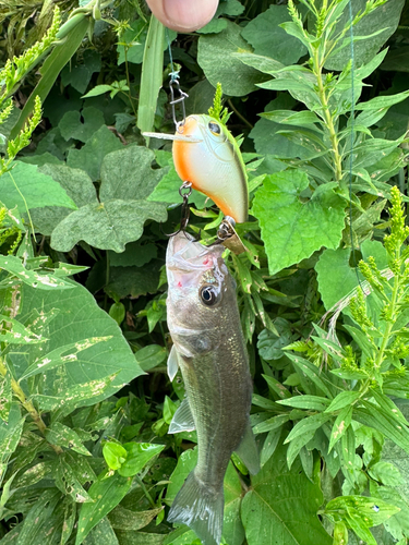 ブラックバスの釣果