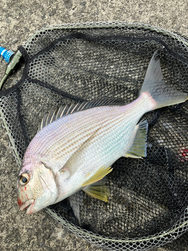 ヘダイの釣果