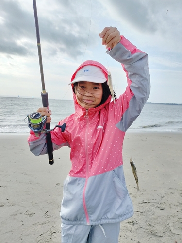 シロギスの釣果