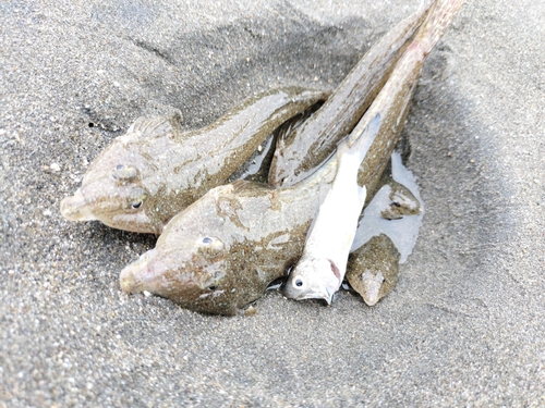 メゴチの釣果