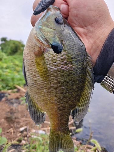 ブルーギルの釣果