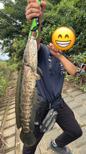 ライギョの釣果