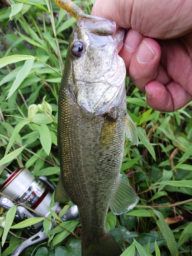 ラージマウスバスの釣果