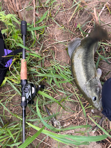 ラージマウスバスの釣果