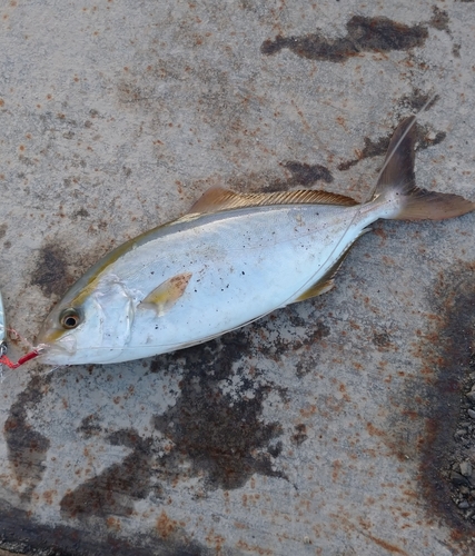 ショゴの釣果