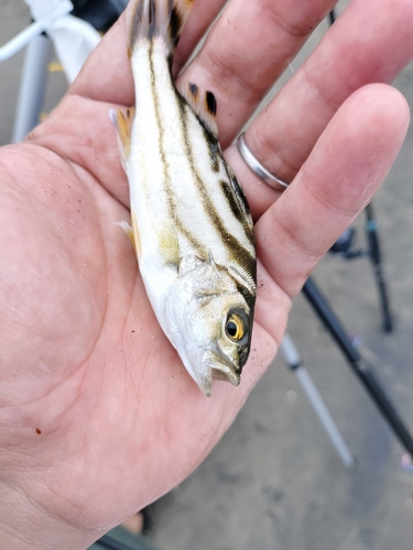 コトヒキの釣果