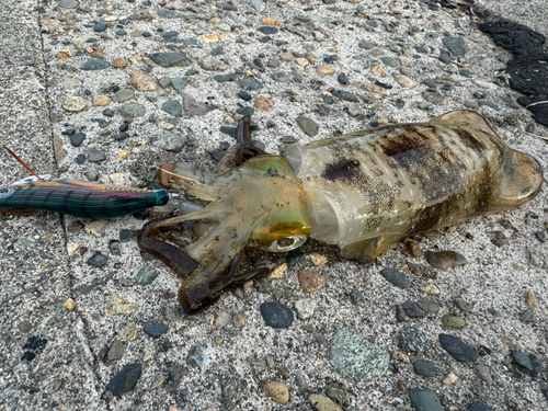 アオリイカの釣果