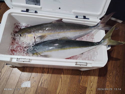 カンパチの釣果