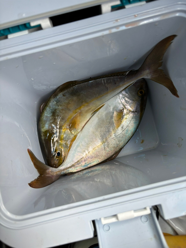 シオの釣果