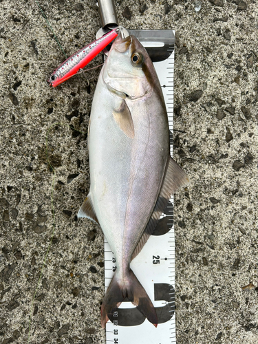 ショゴの釣果