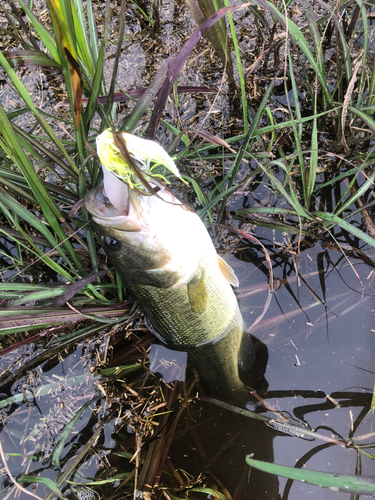 ブラックバスの釣果