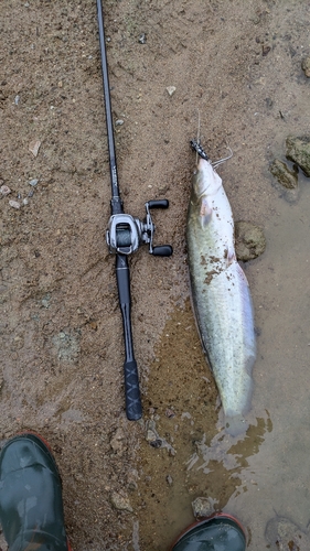 ナマズの釣果