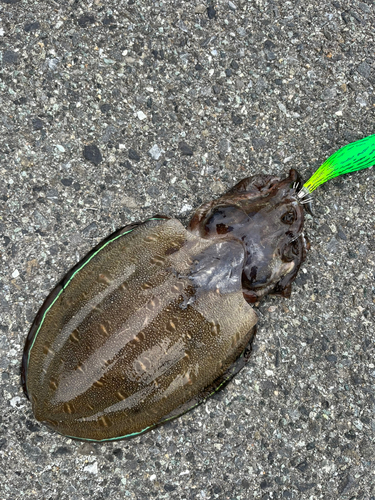 コウイカの釣果