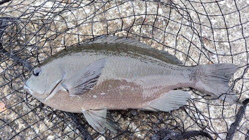 メジナの釣果