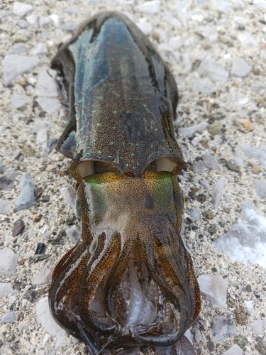 アオリイカの釣果