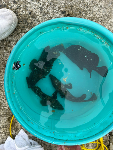 イシガキダイの釣果