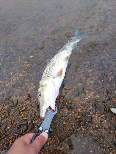 ニゴイの釣果