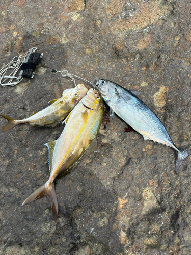 カンパチの釣果