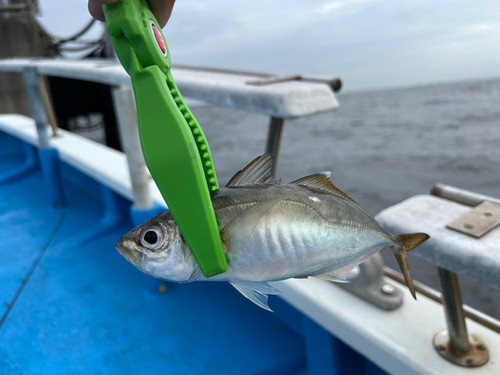 マアジの釣果