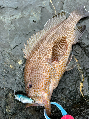 オオモンハタの釣果