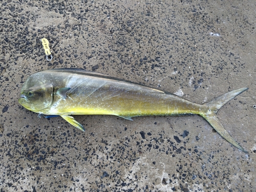 シイラの釣果