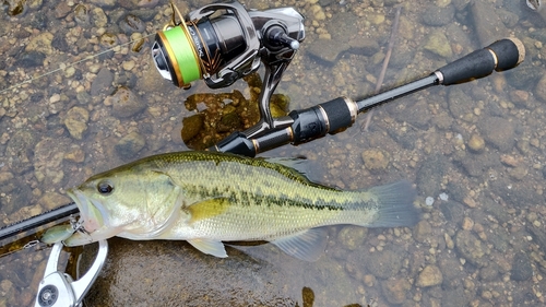 ラージマウスバスの釣果