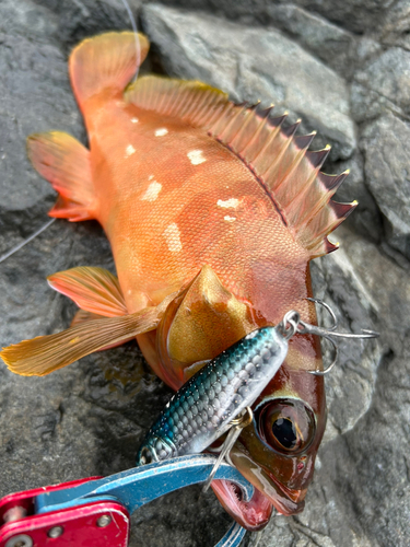 アカハタの釣果