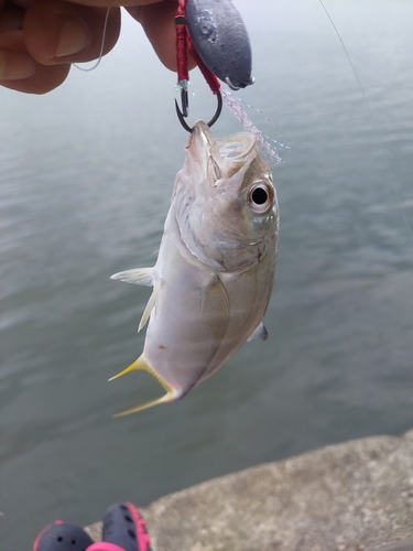 メッキの釣果