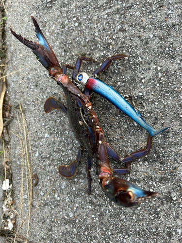 カニの釣果