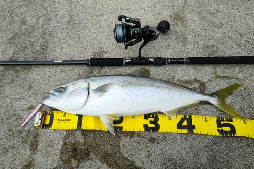 イナダの釣果