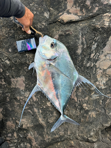 イトヒキアジの釣果