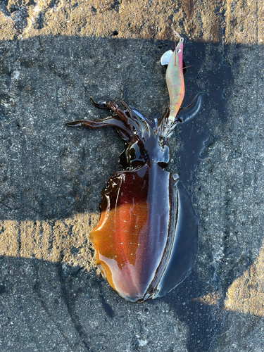 アオリイカの釣果