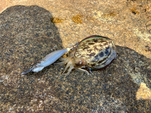 コウイカの釣果