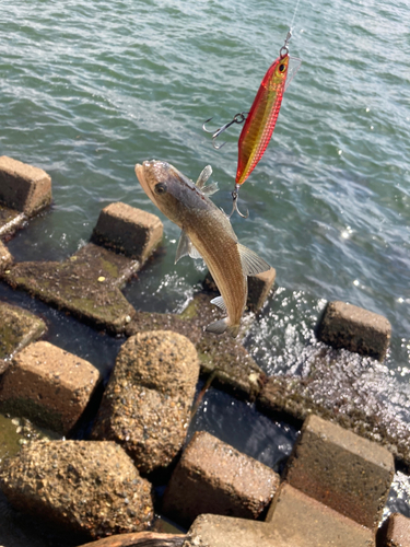 エソの釣果